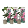 Plant In A Box Fleurs De Saison | - Camélia - set de 3 - camellia japonica 'bonomiana' - hauteur 25-40cm - ⌀9cm