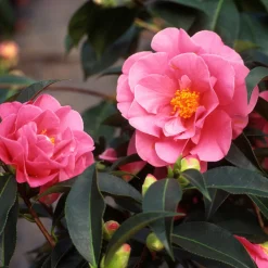 Plant In A Box Fleurs De Saison | - Camélia - set de 3 - camellia japonica 'bonomiana' - hauteur 25-40cm - ⌀9cm