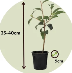 Plant In A Box Fleurs De Saison | - Camélia - set de 3 - camellia japonica 'bonomiana' - hauteur 25-40cm - ⌀9cm