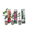 Plant In A Box Fleurs De Saison | - Camélia - set de 3 - camellia japonica - hauteur 25-40cm - ⌀9cm