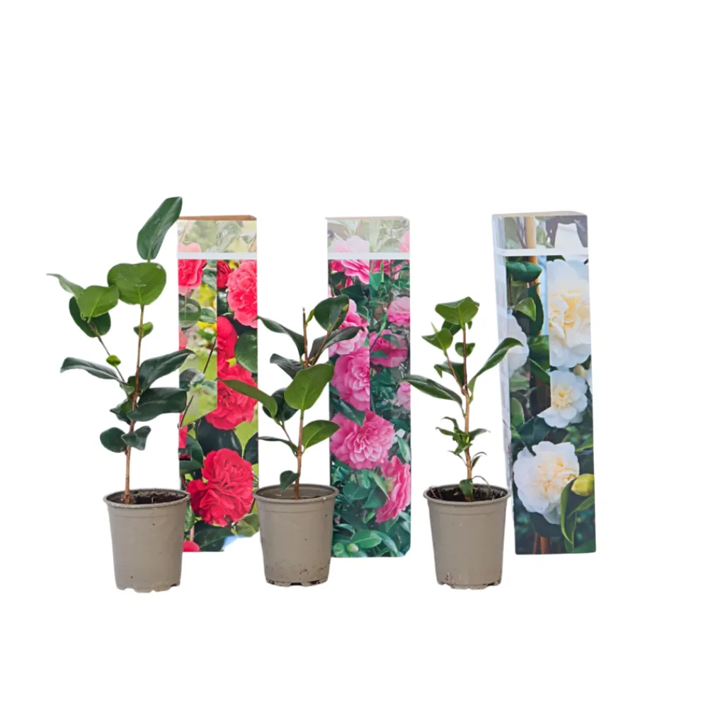 Plant In A Box Fleurs De Saison | - Camélia - set de 3 - camellia japonica - hauteur 25-40cm - ⌀9cm