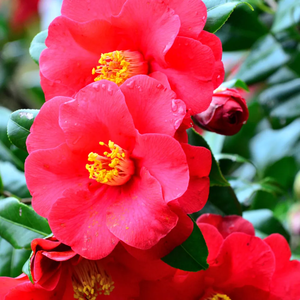 Plant In A Box Fleurs De Saison | - Camélia - set de 3 - camellia japonica - hauteur 25-40cm - ⌀9cm