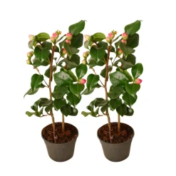 Plant In A Box Fleurs De Saison | - Camélia - set de 2 - camellia japonica 'dr. King' - hauteur 50-60cm - ⌀15cm