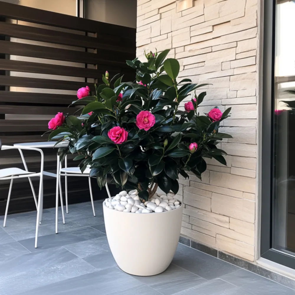 Plant In A Box Fleurs De Saison | - Camélia - set de 2 - camellia japonica 'dr. King' - hauteur 50-60cm - ⌀15cm