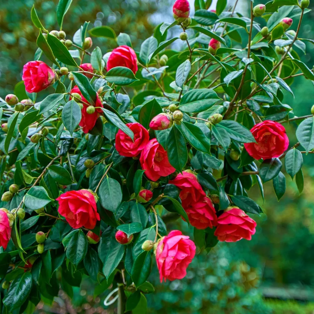 Plant In A Box Fleurs De Saison | - Camélia - set de 2 - camellia japonica 'dr. King' - hauteur 50-60cm - ⌀15cm