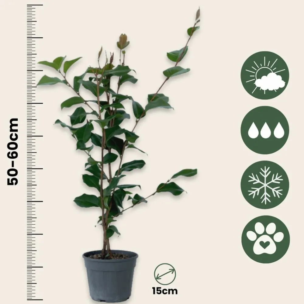 Plant In A Box Fleurs De Saison | - Camélia - set de 2 - camellia japonica 'dr. King' - hauteur 50-60cm - ⌀15cm