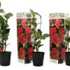 Plant In A Box Fleurs De Saison | - Camélia - set de 3 - camellia japonica 'lady campbell' - hauteur 25-40cm - ⌀9cm