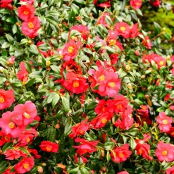 Plant In A Box Fleurs De Saison | - Camélia - set de 3 - camellia japonica 'lady campbell' - hauteur 25-40cm - ⌀9cm