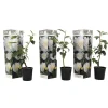Plant In A Box Fleurs De Saison | - Camélia - set de 3 - camellia japonica 'brush field' - hauteur 25-40cm - ⌀9cm