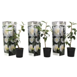 Plant In A Box Fleurs De Saison | - Camélia - set de 3 - camellia japonica 'brush field' - hauteur 25-40cm - ⌀9cm