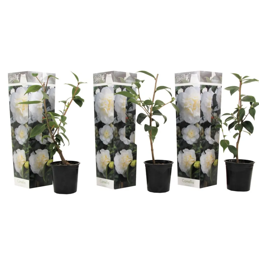 Plant In A Box Fleurs De Saison | - Camélia - set de 3 - camellia japonica 'brush field' - hauteur 25-40cm - ⌀9cm