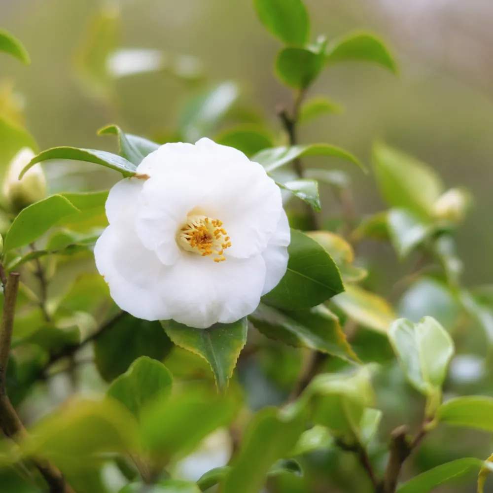 Plant In A Box Fleurs De Saison | - Camélia - set de 3 - camellia japonica 'brush field' - hauteur 25-40cm - ⌀9cm
