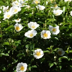 Plant In A Box Fleurs De Saison | - Camélia - set de 3 - camellia japonica 'brush field' - hauteur 25-40cm - ⌀9cm
