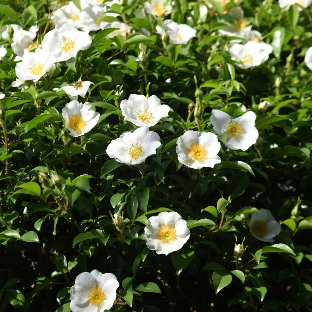 Plant In A Box Fleurs De Saison | - Camélia - set de 3 - camellia japonica 'brush field' - hauteur 25-40cm - ⌀9cm