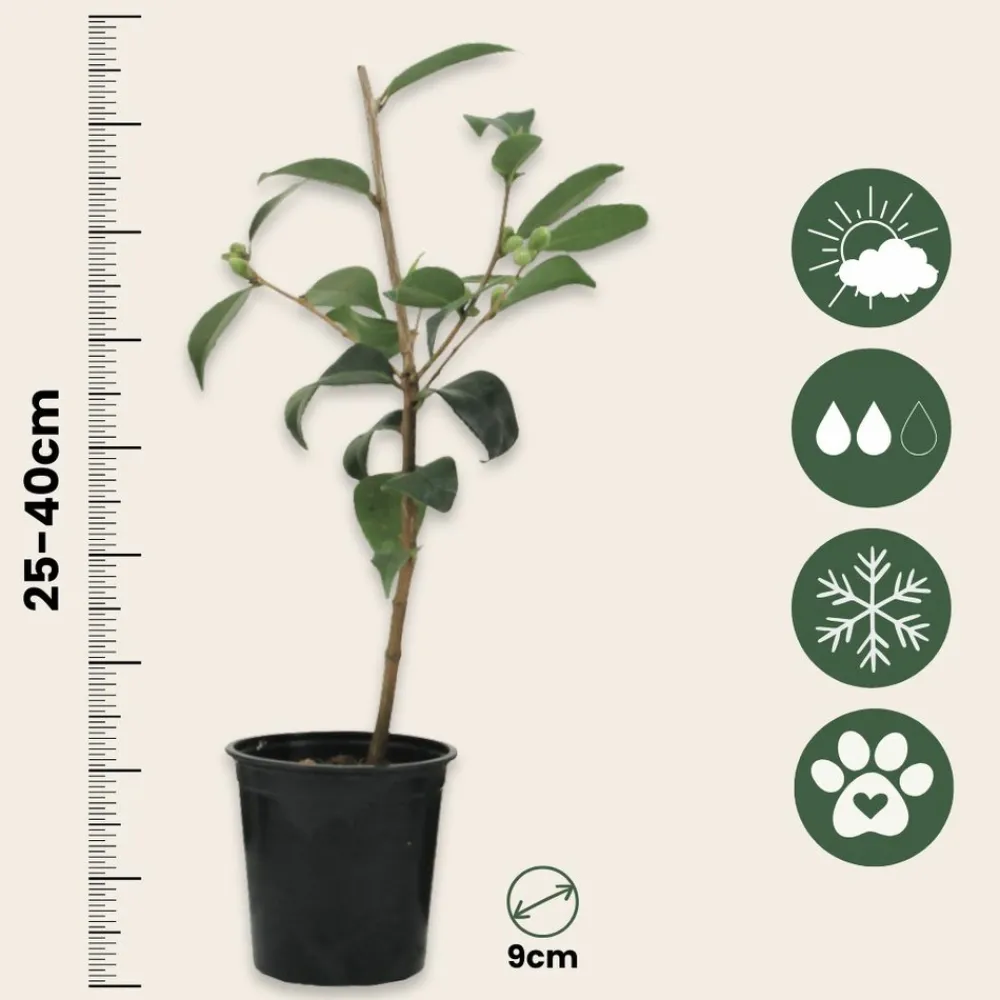 Plant In A Box Fleurs De Saison | - Camélia - set de 3 - camellia japonica 'brush field' - hauteur 25-40cm - ⌀9cm
