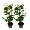 Plant In A Box Fleurs De Saison | - Camélia - set de 2 - camellia japonica 'brush field' - hauteur 50-60cm - ⌀15cm