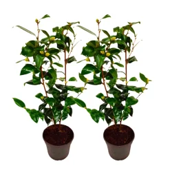 Plant In A Box Fleurs De Saison | - Camélia - set de 2 - camellia japonica 'brush field' - hauteur 50-60cm - ⌀15cm