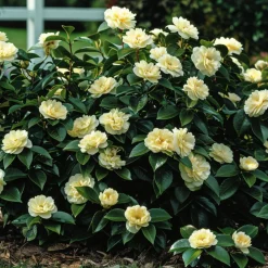 Plant In A Box Fleurs De Saison | - Camélia - set de 2 - camellia japonica 'brush field' - hauteur 50-60cm - ⌀15cm