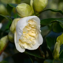 Plant In A Box Fleurs De Saison | - Camélia - set de 2 - camellia japonica 'brush field' - hauteur 50-60cm - ⌀15cm