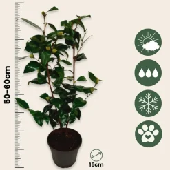 Plant In A Box Fleurs De Saison | - Camélia - set de 2 - camellia japonica 'brush field' - hauteur 50-60cm - ⌀15cm