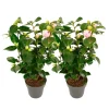 Plant In A Box Fleurs De Saison | - Camélia - set de 2 - camellia japonica 'bonomiana' - hauteur 50-60cm - ⌀15cm