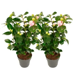 Plant In A Box Fleurs De Saison | - Camélia - set de 2 - camellia japonica 'bonomiana' - hauteur 50-60cm - ⌀15cm