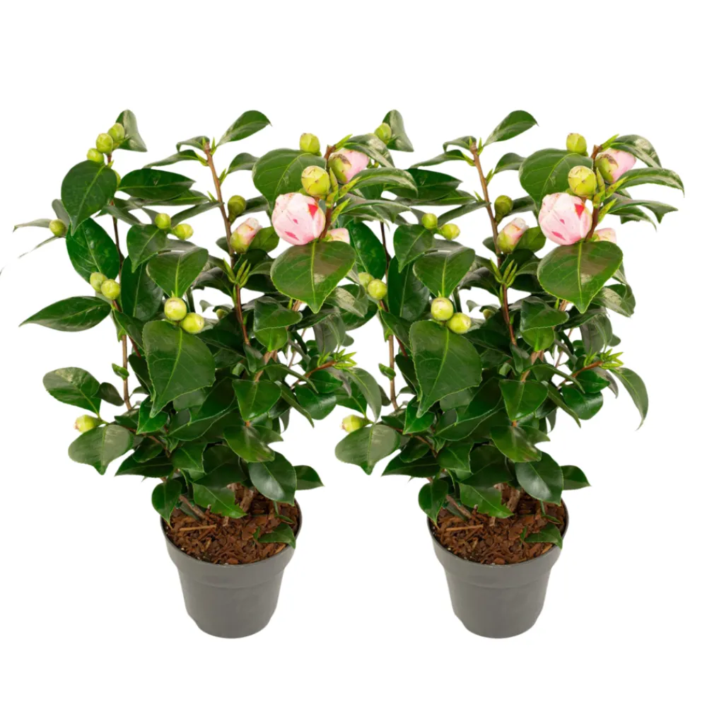 Plant In A Box Fleurs De Saison | - Camélia - set de 2 - camellia japonica 'bonomiana' - hauteur 50-60cm - ⌀15cm