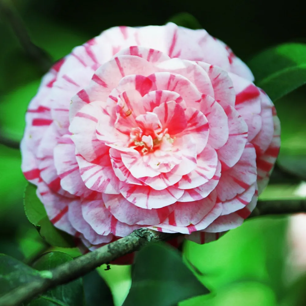 Plant In A Box Fleurs De Saison | - Camélia - set de 2 - camellia japonica 'bonomiana' - hauteur 50-60cm - ⌀15cm