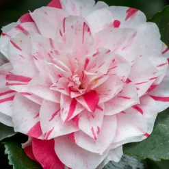 Plant In A Box Fleurs De Saison | - Camélia - set de 2 - camellia japonica 'bonomiana' - hauteur 50-60cm - ⌀15cm