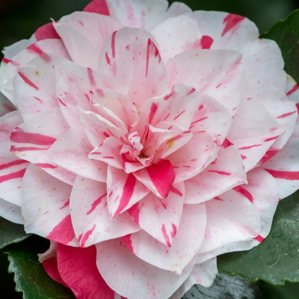 Plant In A Box Fleurs De Saison | - Camélia - set de 2 - camellia japonica 'bonomiana' - hauteur 50-60cm - ⌀15cm
