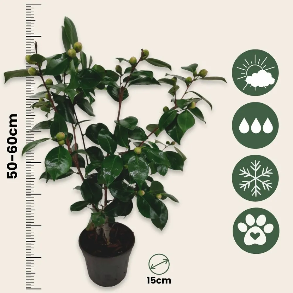 Plant In A Box Fleurs De Saison | - Camélia - set de 2 - camellia japonica 'bonomiana' - hauteur 50-60cm - ⌀15cm