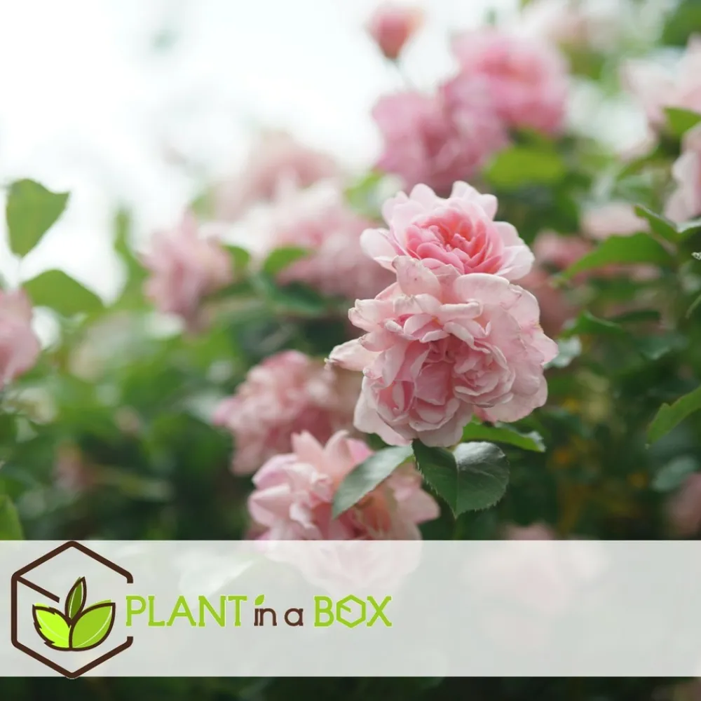 Plant In A Box Fleurs De Saison | - Camélia - set de 2 - camellia japonica 'bonomiana' - hauteur 50-60cm - ⌀15cm