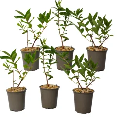 Plant In A Box - Chèvrefeuille - set de 6 - lonicera kamtchatica - hauteur 25-40cm - ⌀9cm Outlet