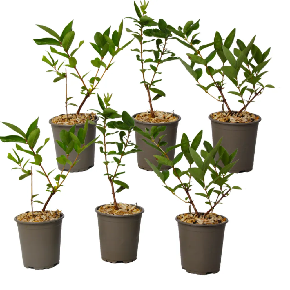 Plant In A Box - Chèvrefeuille - set de 6 - lonicera kamtchatica - hauteur 25-40cm - ⌀9cm Outlet