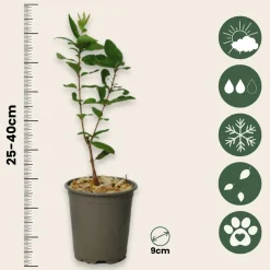 Plant In A Box - Chèvrefeuille - set de 6 - lonicera kamtchatica - hauteur 25-40cm - ⌀9cm Outlet