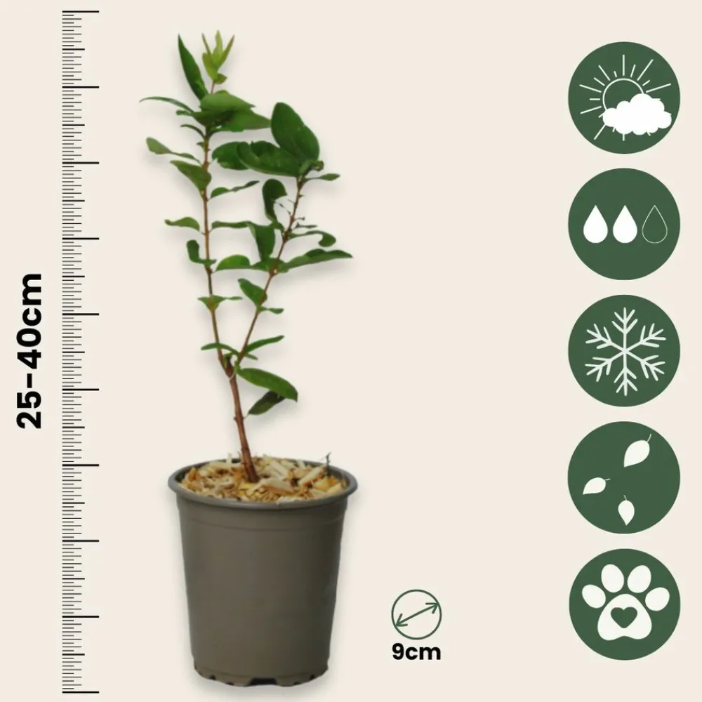 Plant In A Box - Chèvrefeuille - set de 6 - lonicera kamtchatica - hauteur 25-40cm - ⌀9cm Outlet