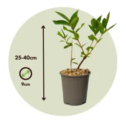 Plant In A Box - Chèvrefeuille - set de 6 - lonicera kamtchatica - hauteur 25-40cm - ⌀9cm Outlet