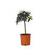 Plant In A Box Fruitiers Et Agrumes | - Citronnier - set de 2 - citrus microcarpa 'kumquat' - h50-60cm - ⌀19cm