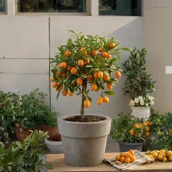 Plant In A Box Fruitiers Et Agrumes | - Citronnier - set de 2 - citrus microcarpa 'kumquat' - h50-60cm - ⌀19cm