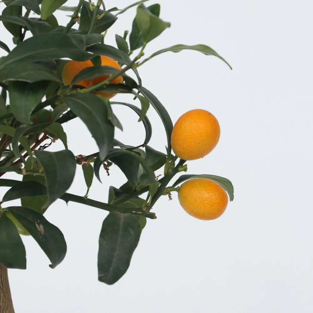 Plant In A Box Fruitiers Et Agrumes | - Citronnier - set de 2 - citrus microcarpa 'kumquat' - h50-60cm - ⌀19cm
