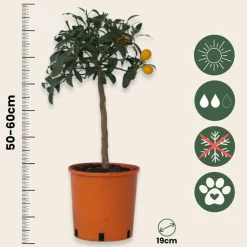Plant In A Box Fruitiers Et Agrumes | - Citronnier - set de 2 - citrus microcarpa 'kumquat' - h50-60cm - ⌀19cm