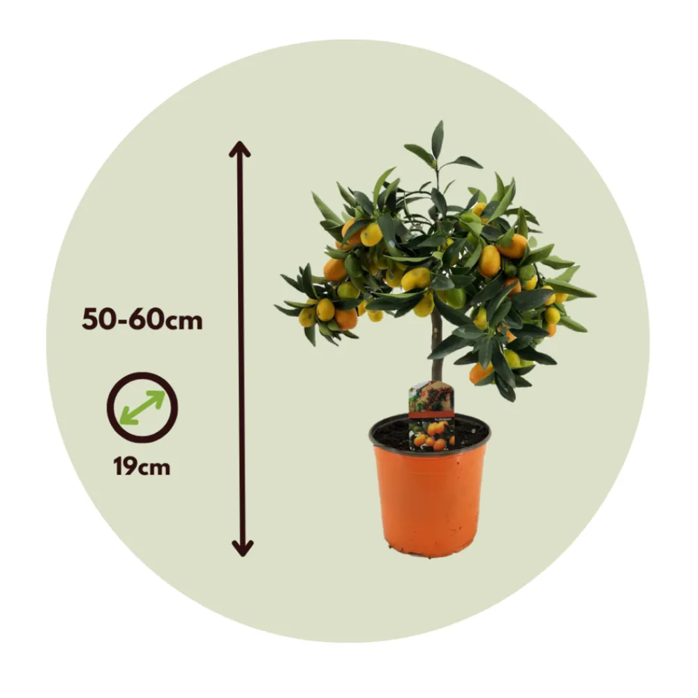 Plant In A Box Fruitiers Et Agrumes | - Citronnier - set de 2 - citrus microcarpa 'kumquat' - h50-60cm - ⌀19cm