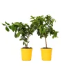 Plant In A Box Fruitiers Et Agrumes | - Citronnier - set de 2 - citrus limon - hauteur 60-70cm - ⌀19cm