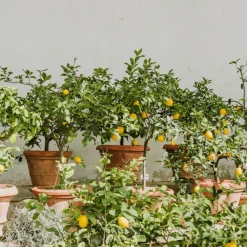 Plant In A Box Fruitiers Et Agrumes | - Citronnier - set de 2 - citrus limon - hauteur 60-70cm - ⌀19cm