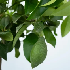 Plant In A Box Fruitiers Et Agrumes | - Citronnier - set de 2 - citrus limon - hauteur 60-70cm - ⌀19cm