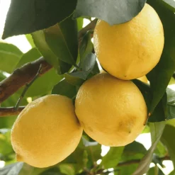 Plant In A Box Fruitiers Et Agrumes | - Citronnier - set de 2 - citrus limon - hauteur 60-70cm - ⌀19cm