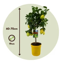Plant In A Box Fruitiers Et Agrumes | - Citronnier - set de 2 - citrus limon - hauteur 60-70cm - ⌀19cm