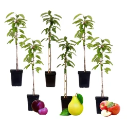 Plant In A Box - Colonnes de fruits - set de 6 - pomme, poire - hauteur 60-70cm - ⌀9cm Online