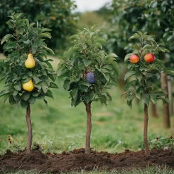 Plant In A Box - Colonnes de fruits - set de 6 - pomme, poire - hauteur 60-70cm - ⌀9cm Online