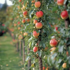 Plant In A Box - Colonnes de fruits - set de 6 - pomme, poire - hauteur 60-70cm - ⌀9cm Online